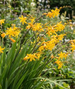 Crocosmia crocosmiflora YELLOW EMBERGLOW