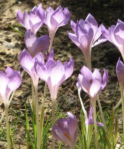 Crocus goulimyi