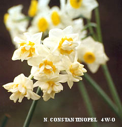 Narcissus – Div. 04    (doppi) CONSTANTINOPEL  4 W-O (DOUBLE ROMAN)