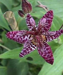 Tricyrtis formosana DARK BEAUTY